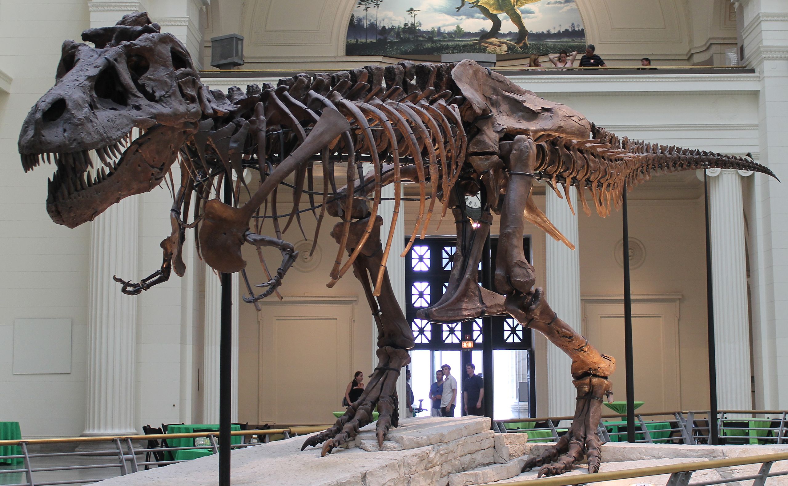 dino_skeleton