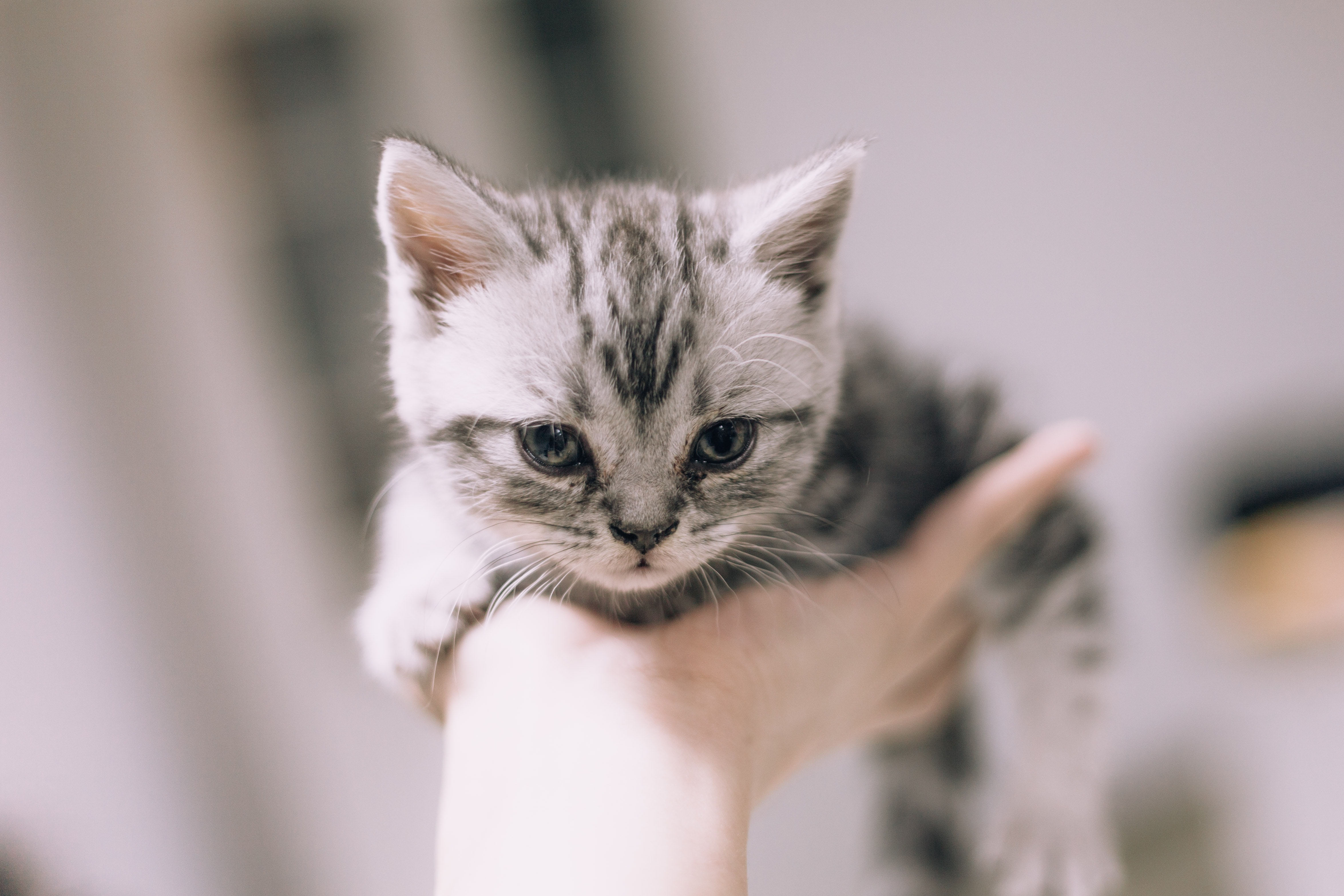 hand-holding-kitten use animal shelter management software to increase safety