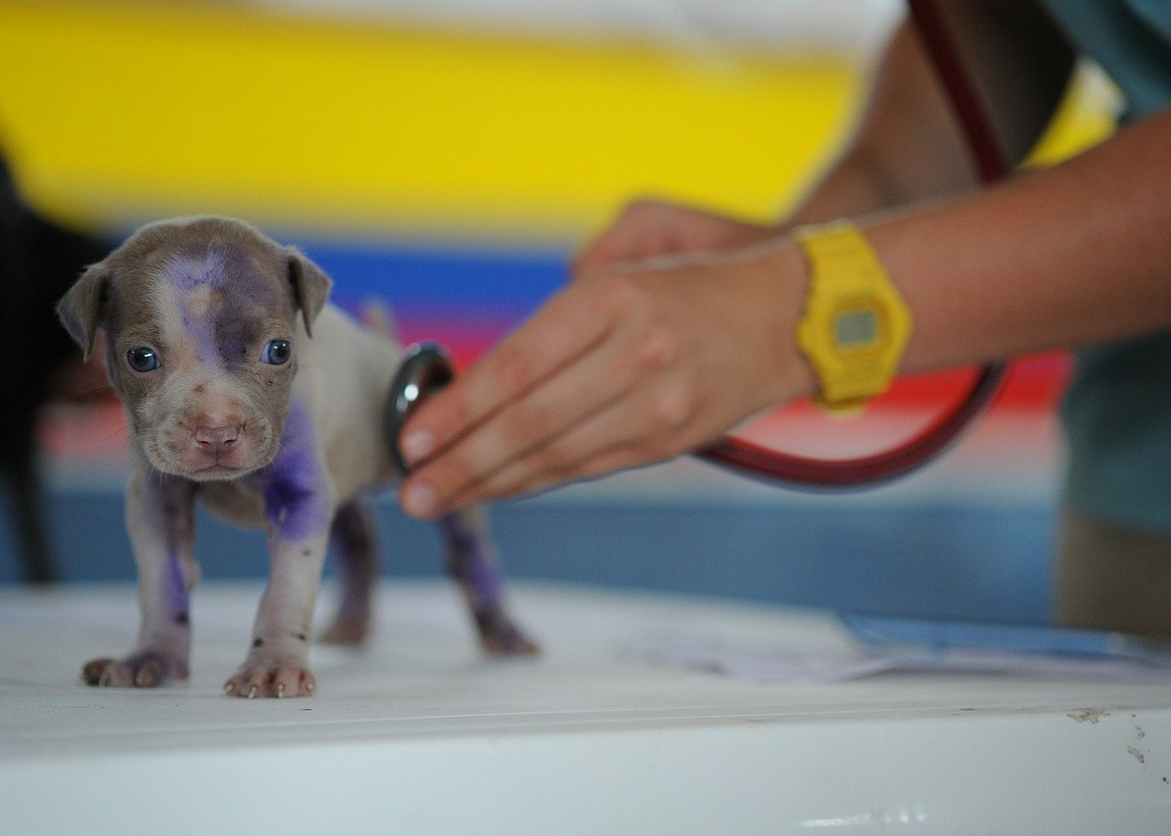 puppy-vet-exam improve vet's office efficiency with SMS virtual solutions