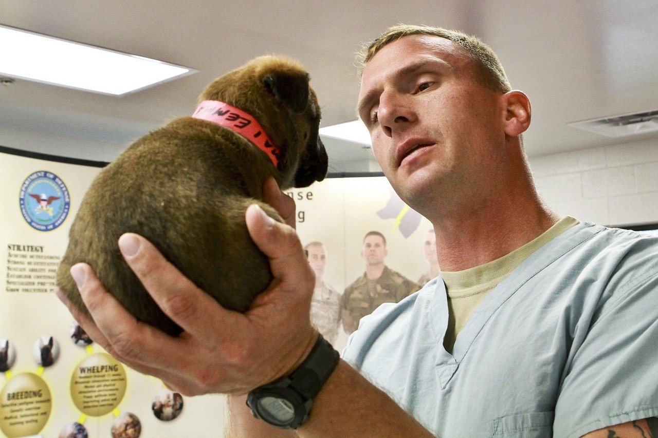 vet-examines-puppy use the best online veterinary management system